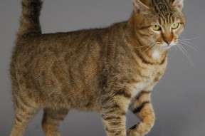 开云官方网站-柯洁逆转战胜强敌围棋名人赛，柯洁逆转战胜强敌围棋名人赛是哪一集