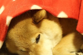 kaiyun开云·官方网站-图穆亚凭借精准传球与极强的突破能力，在橄榄球锦标赛中大放异彩