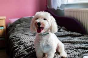 开云官方-校园足球联盟赛事观赛人数创历史新高，校园足球联赛大学