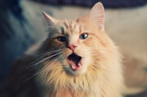 开云kaiyun-中国足球国家队教练组完善多赛季对手数据库，中国足球队国家队教练