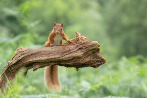 kaiyun体育综合-新兴联赛崭露头角，挑战传统顶级联赛地位，新兴球队