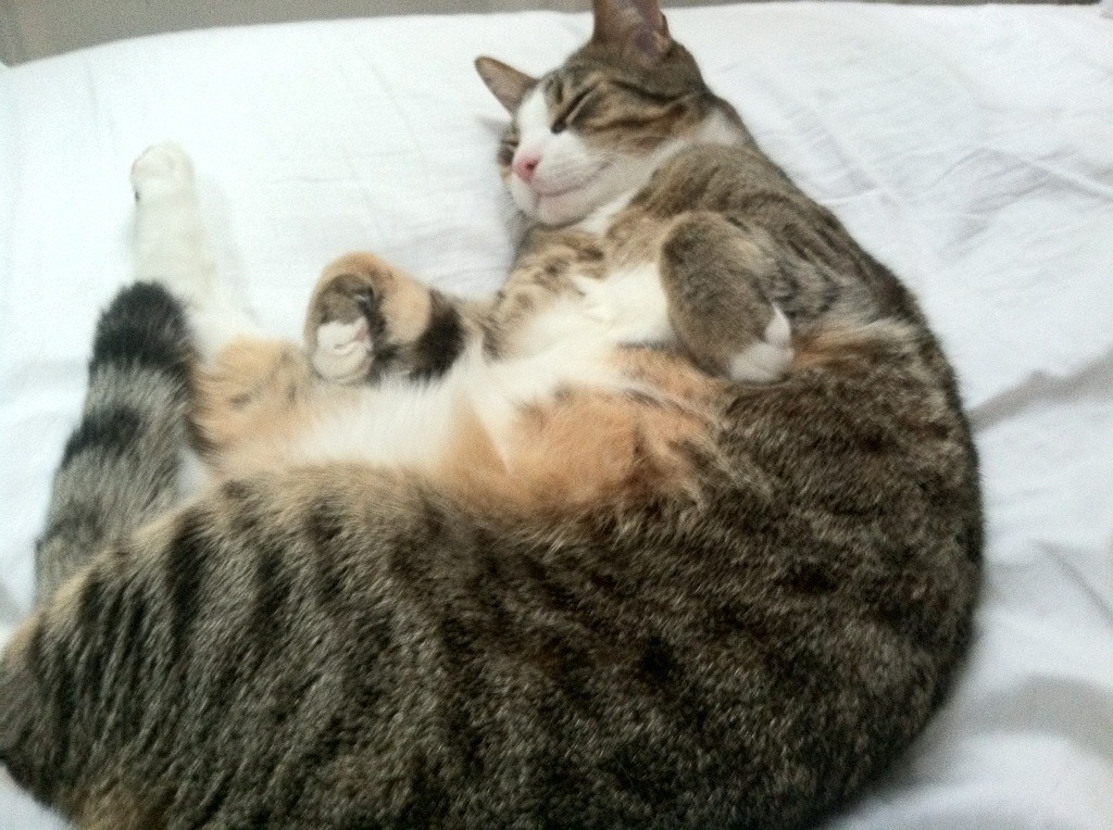 篮球运动员比赛心理调适及其干预措施,篮球心理训练方法