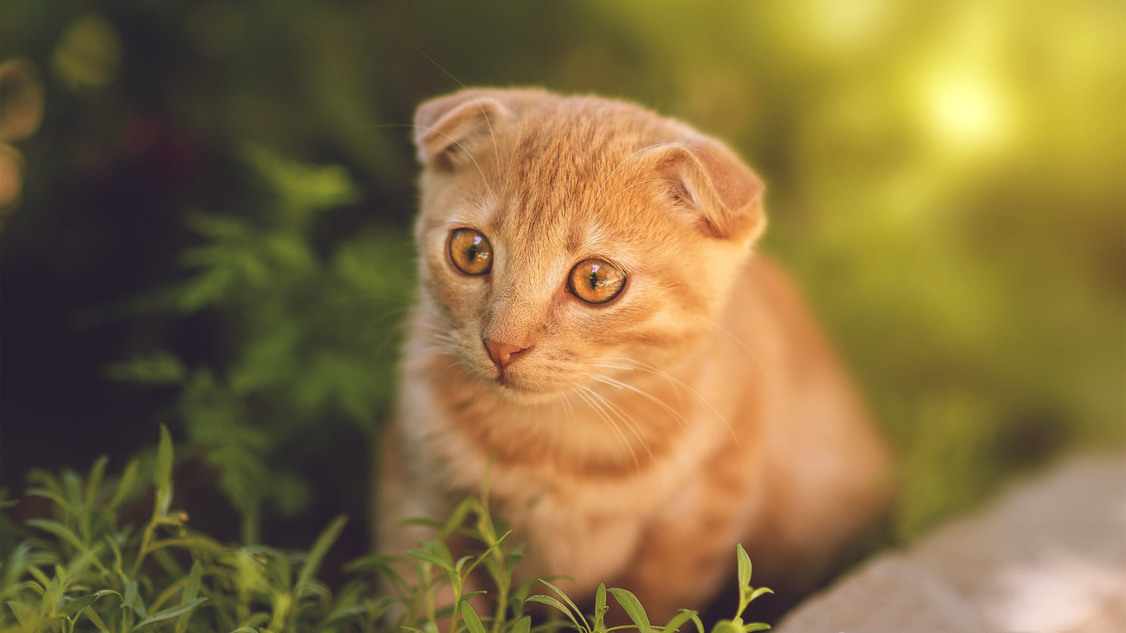 世界杯预选赛中国足球迎战 球迷高度关注,世界杯预选赛中国队2022