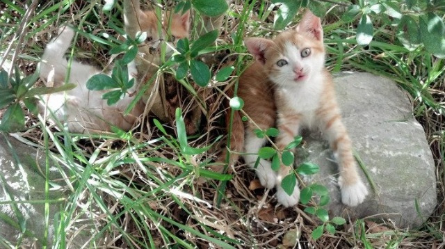 城市马拉松与低碳骑行联动推广健康理念，城市马拉松活动策划方案