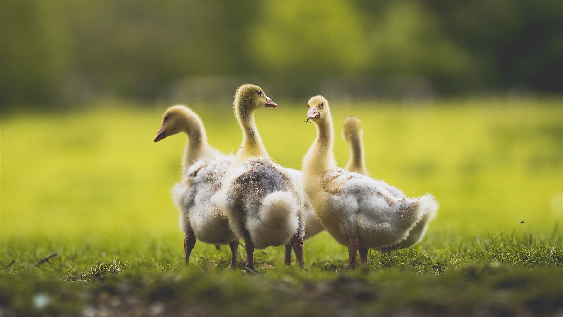 本土教练培养未建立“带教+观察”实战模型