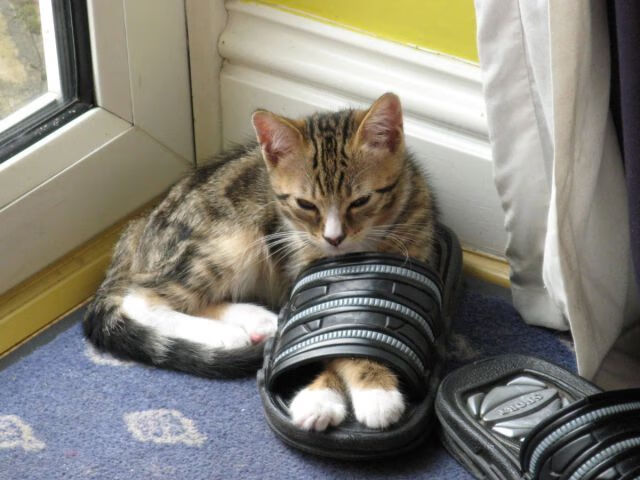 浙江雄狮提升篮板保护确保二次进攻机会,浙江雄狮多少钱一包