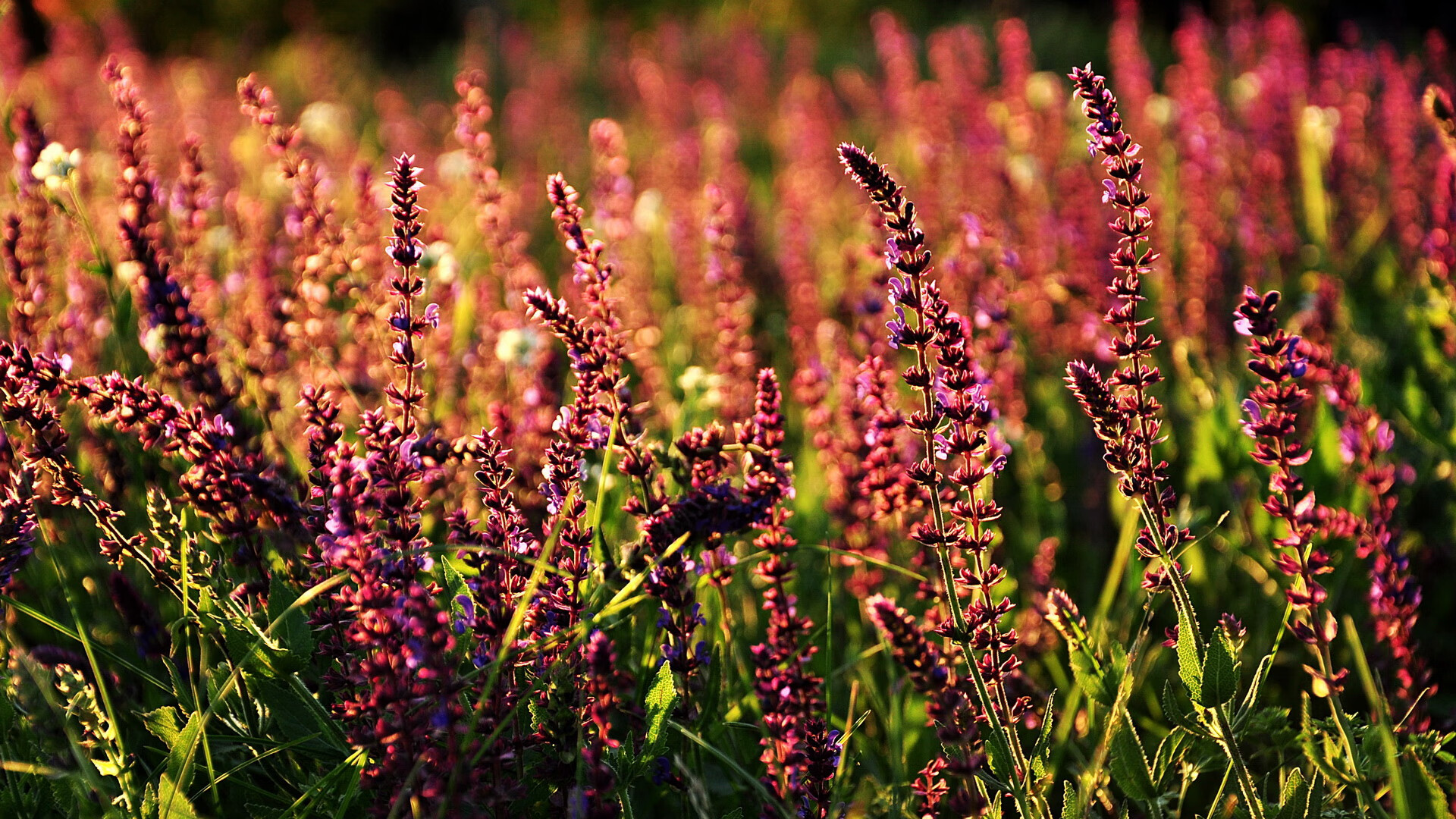 田径队伤病恢复进展良好,田径运动员伤病