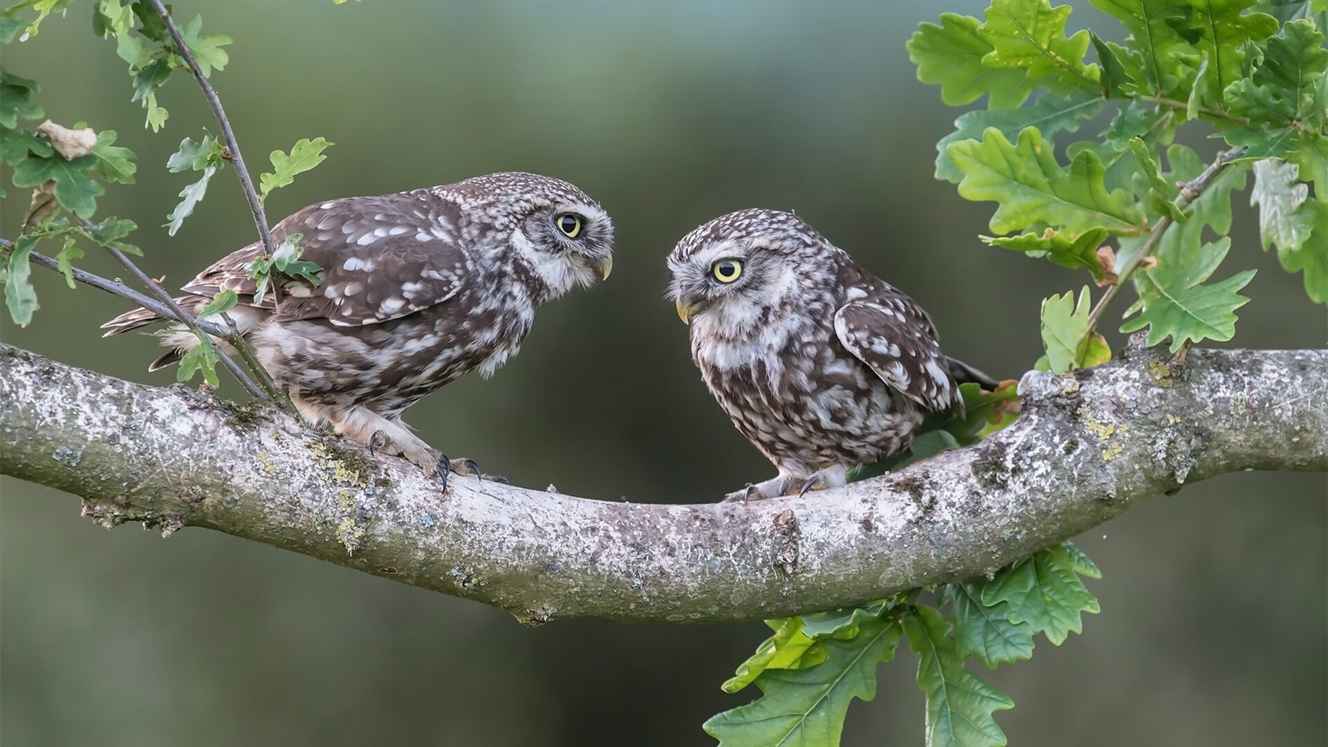 美国女子接力蝉联世界冠军,美国女子接力犯规