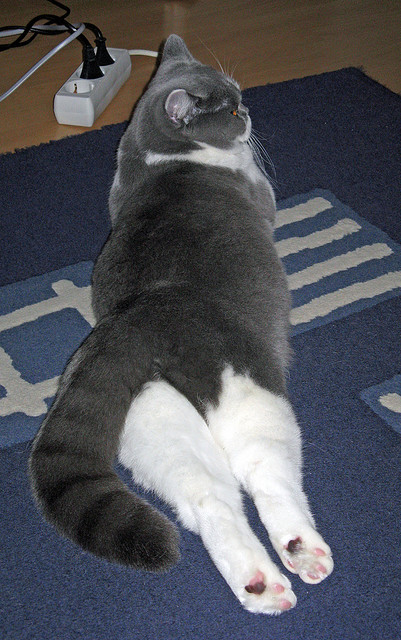 足球教学体系未纳入国家课程改革，足球教学体系未纳入国家课程改革目标