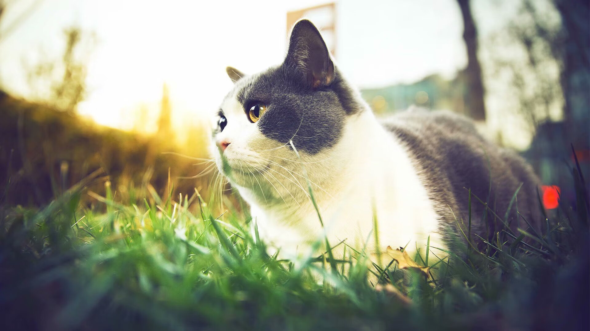 青年运动员职业规划咨询机制成型,运动员未来规划