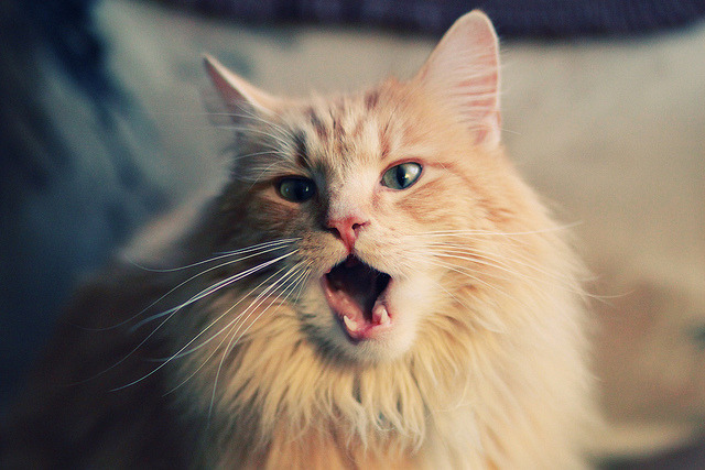 中国足球国家队教练组完善多赛季对手数据库，中国足球队国家队教练