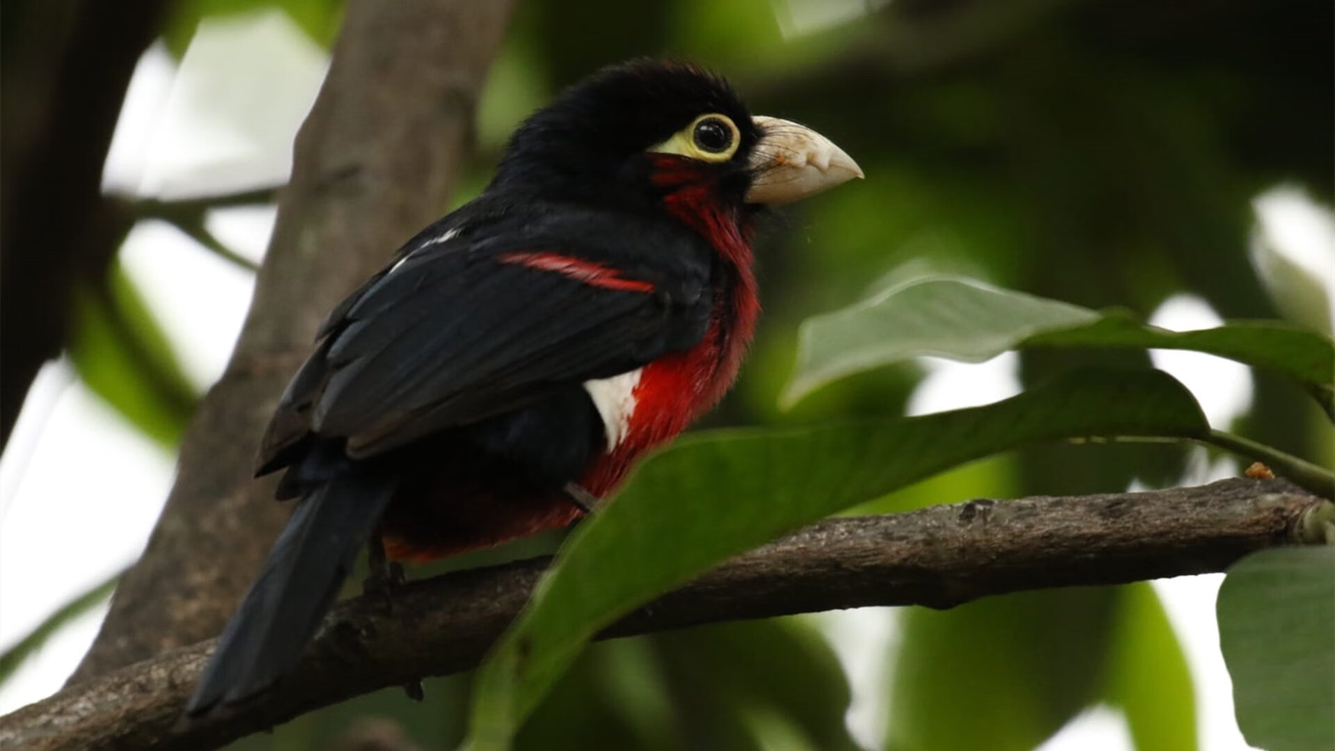 仰泳技术扎实波兰保持优势，仰泳视频教练讲解