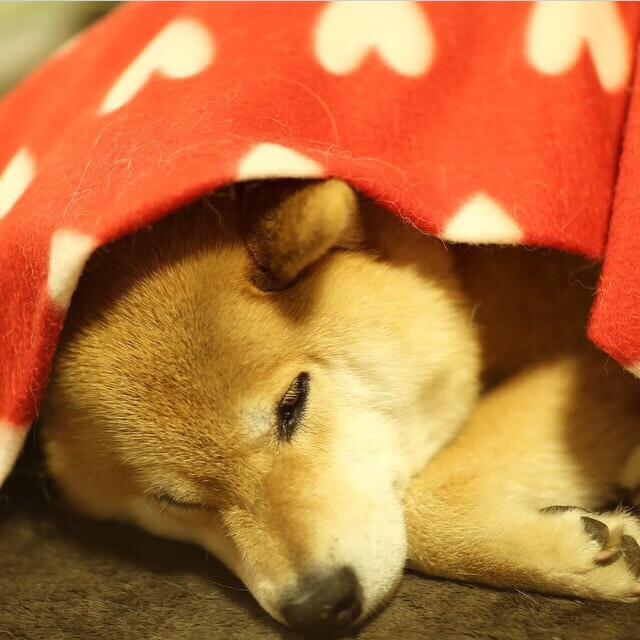 图穆亚凭借精准传球与极强的突破能力，在橄榄球锦标赛中大放异彩