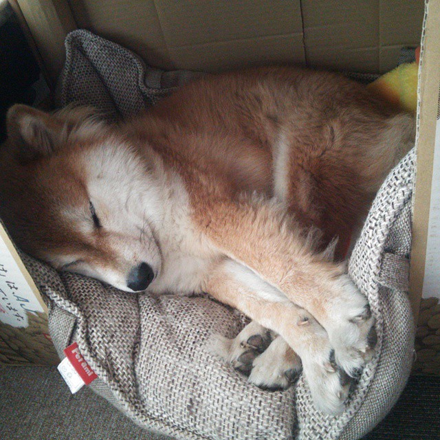 字母哥表示雄鹿要坚持高强度训练节奏，雄鹿字母哥由来