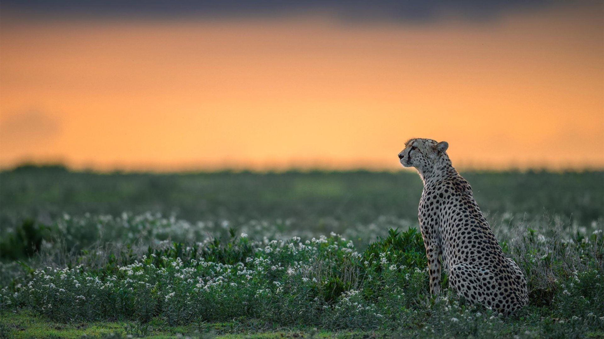 意甲场场精彩：风格多样，翻腾不断，意甲的比赛