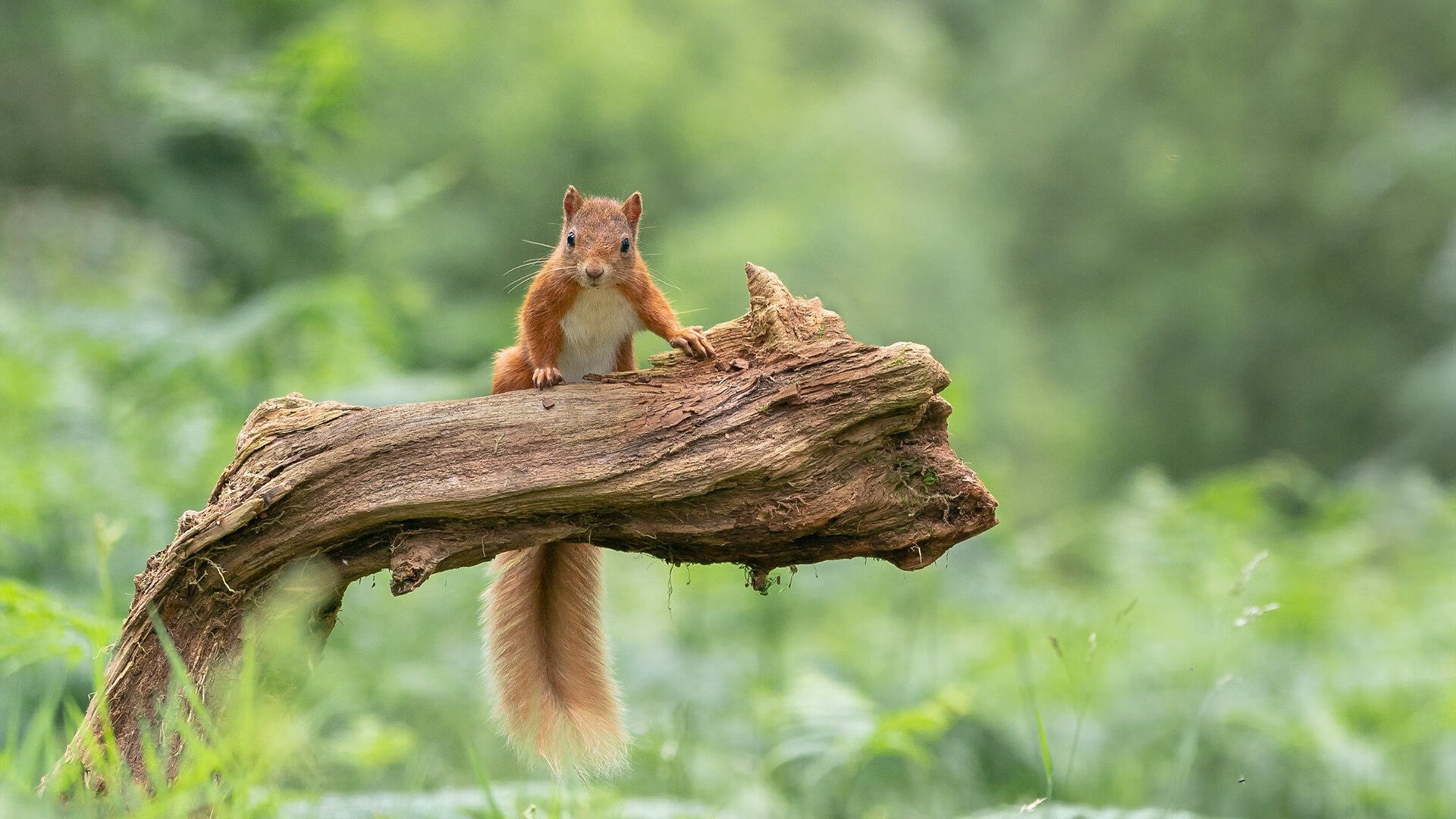 新兴联赛崭露头角，挑战传统顶级联赛地位，新兴球队