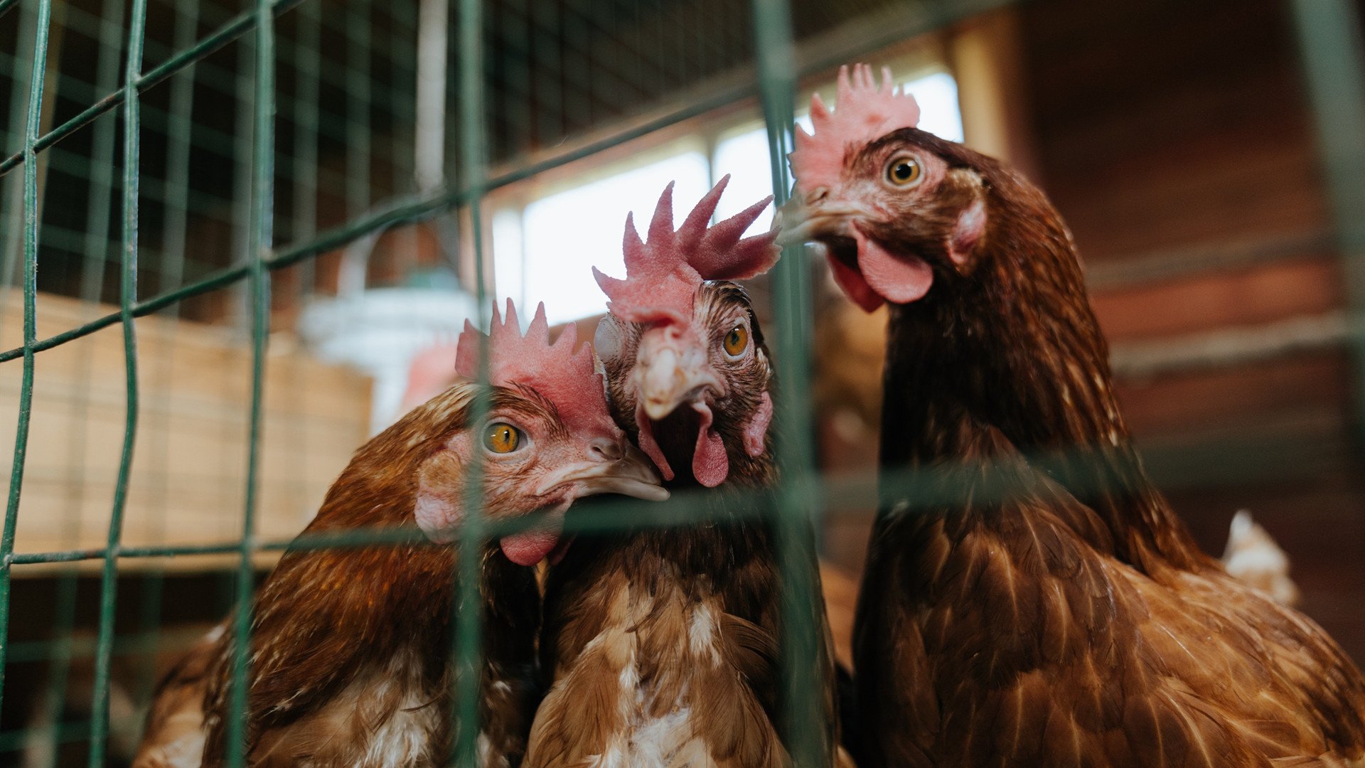 橄榄球冠军锦标赛:南半球四强争霸战进入高潮,橄榄球男子金牌赛