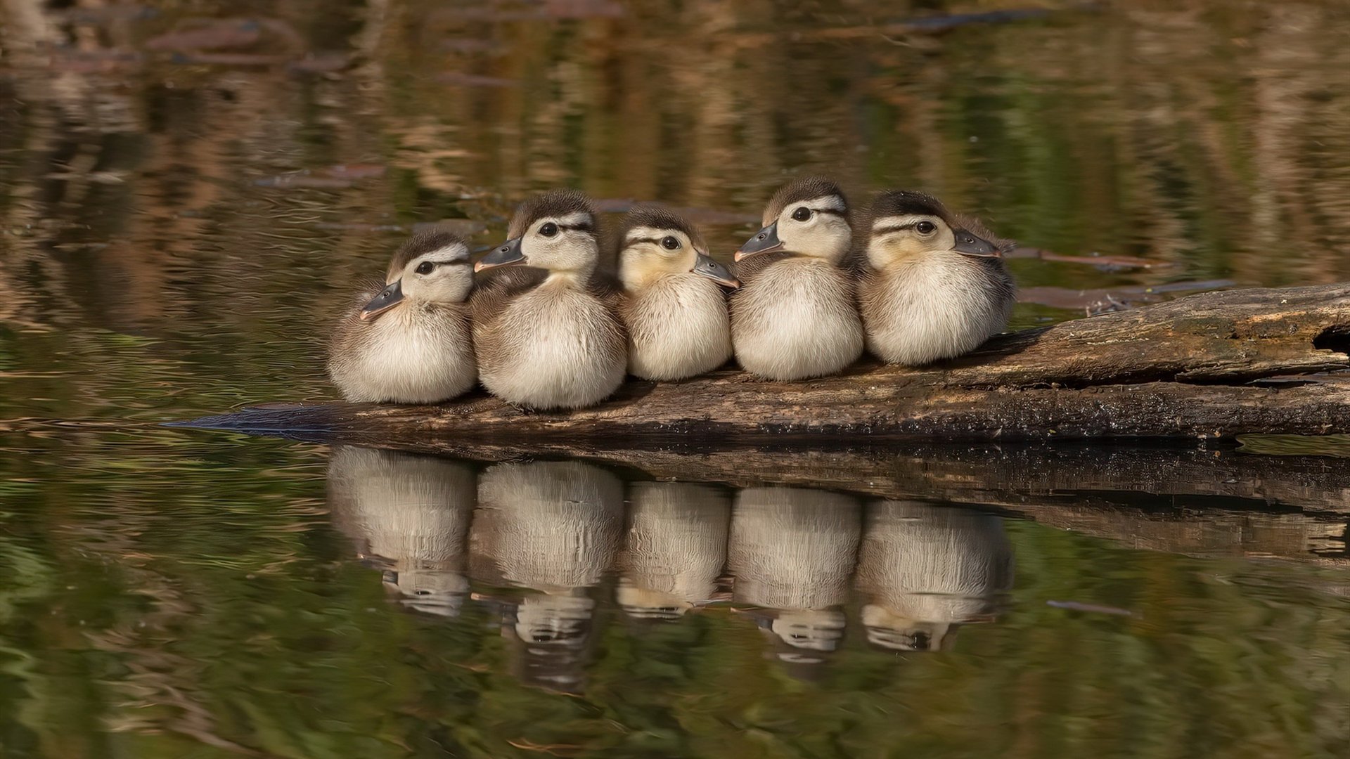 男子篮球职业赛场关注球员心理状态建立干预体系,篮球运动员的心理选材