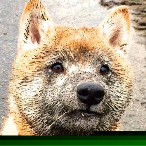 1亿转会费新援欧冠亮相，尤文多特对决悬念迭起，尤文最新转会2020