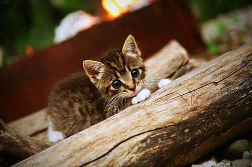 世界运会成为腰旗走向奥运的重要跳板