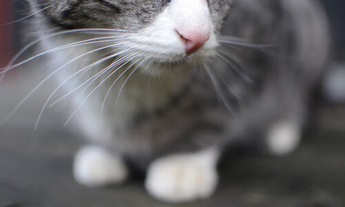 中国篮球在中外体育人才交流中的平台建设现状，中国篮球从业人员