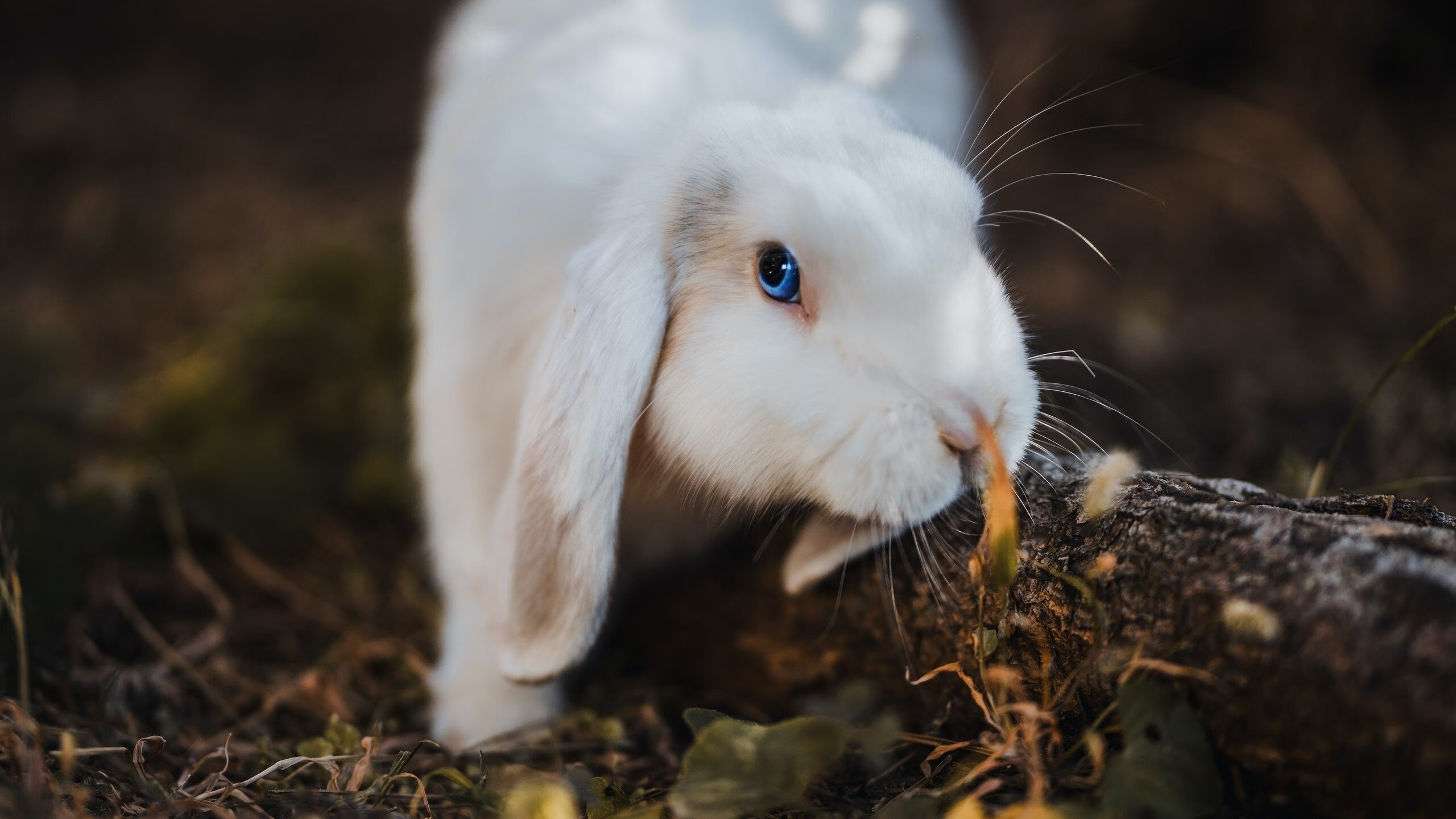 中国篮球是否能引导更多女性参与，中国篮球会崛起吗