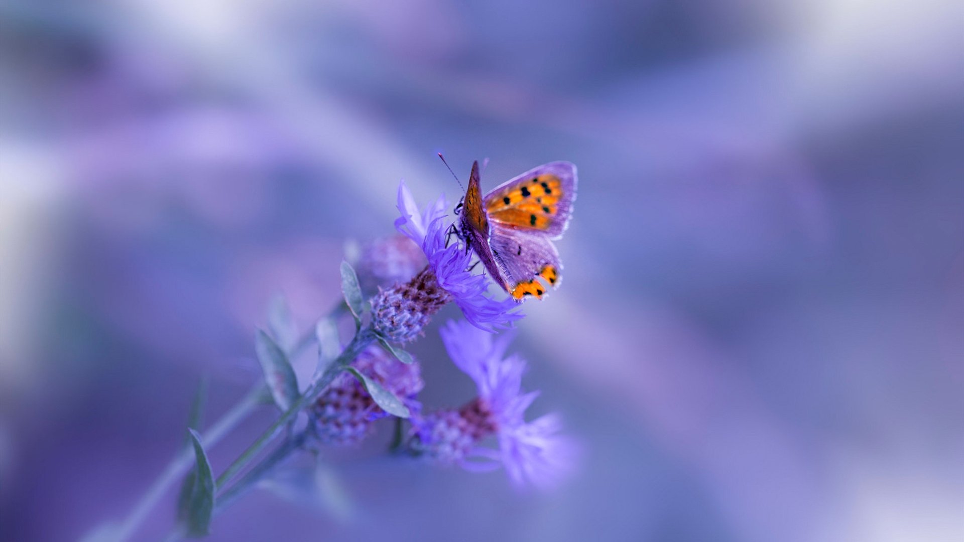 中国篮球语言障碍与国际化适应，中国篮球语言障碍与国际化适应论文