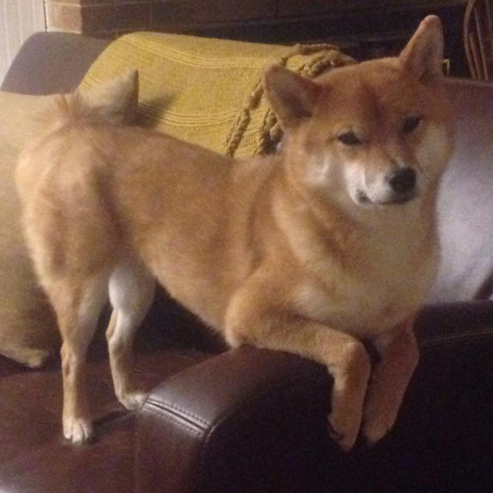 中国足球联赛中场广告干扰与观众观看体验研究，中国足球很强广告